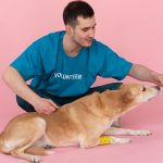A volunteer in a blue shirt feeds a dog in a pink studio setting, showcasing care and love.
