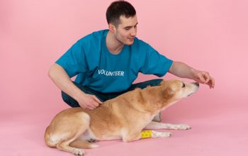 A volunteer in a blue shirt feeds a dog in a pink studio setting, showcasing care and love.