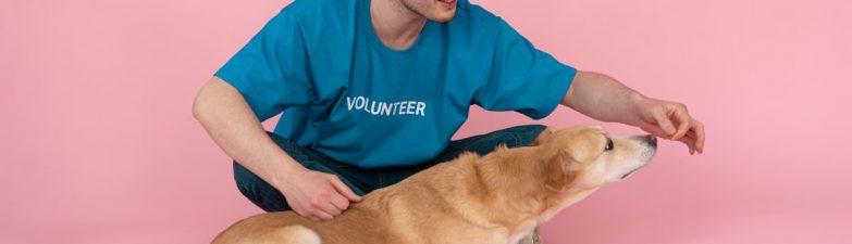 A volunteer in a blue shirt feeds a dog in a pink studio setting, showcasing care and love.