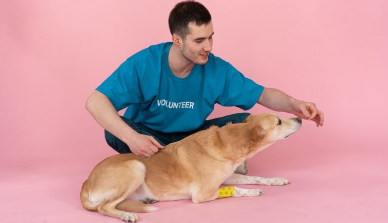 A volunteer in a blue shirt feeds a dog in a pink studio setting, showcasing care and love.