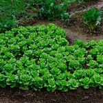 A heart made from leafy vegetable plant.
