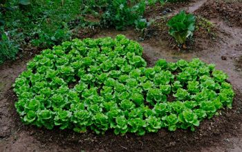 A heart made from leafy vegetable plant.