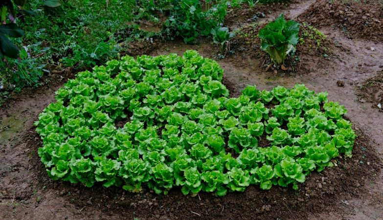 A heart made from leafy vegetable plant.